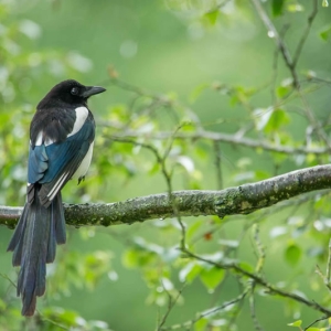 Redwell   June   2016 (248 Of 659).jpg